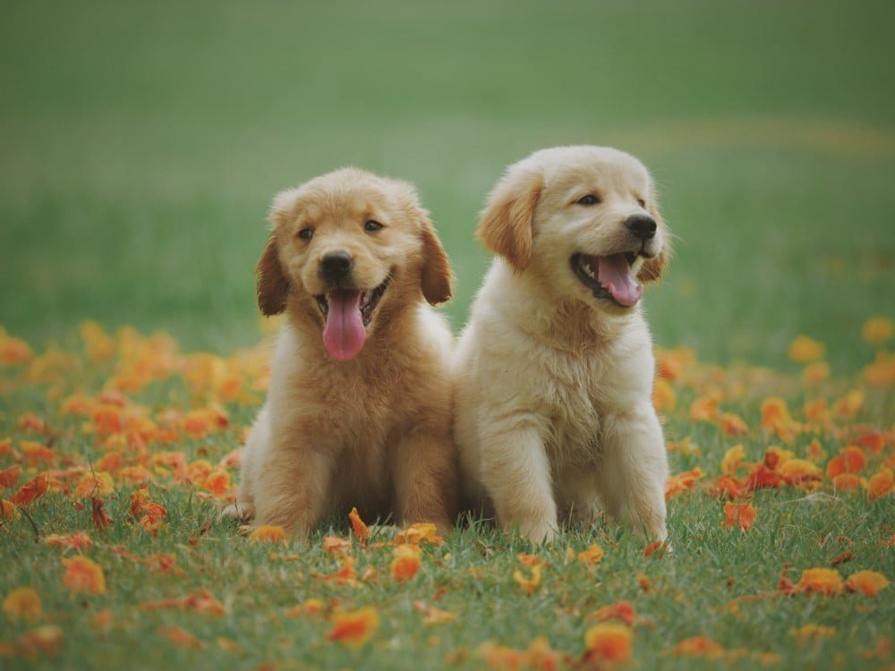 We Love To Live With Pets
