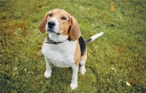 Hound vs. Other Breeds: What Sets Them Apart?